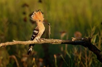 Dudek chocholaty - Upupa epops - Common Hoopoe o8391